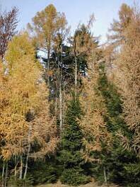 obrazok - príroda v okolí SVP